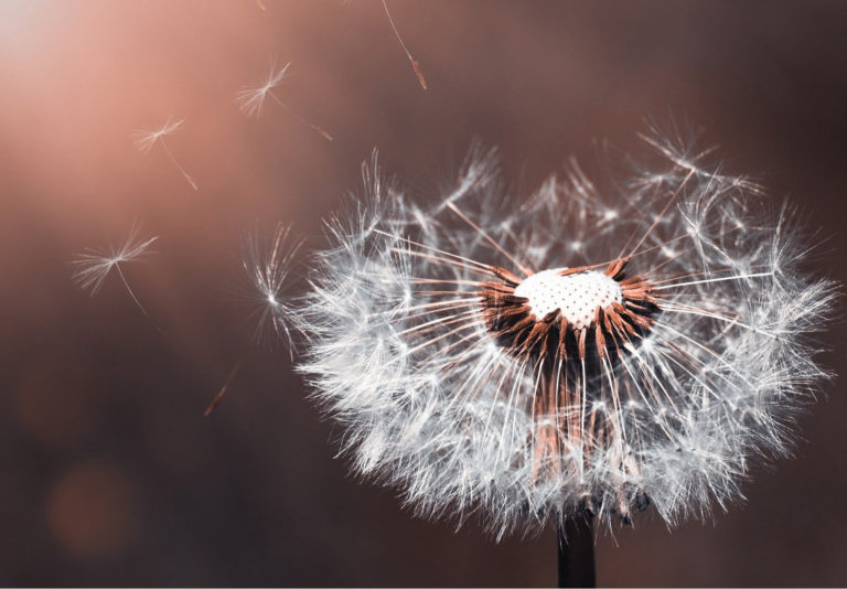 © Pixabay dandelion-3416140_1920