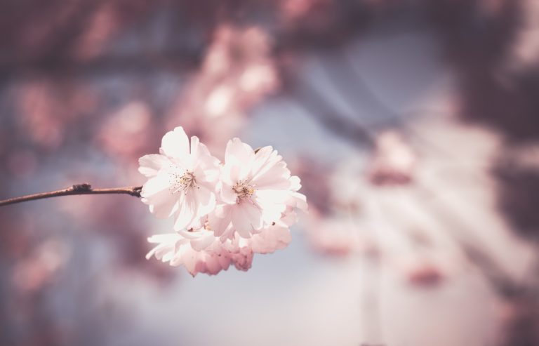 © Pixabay pink-1326168_1920