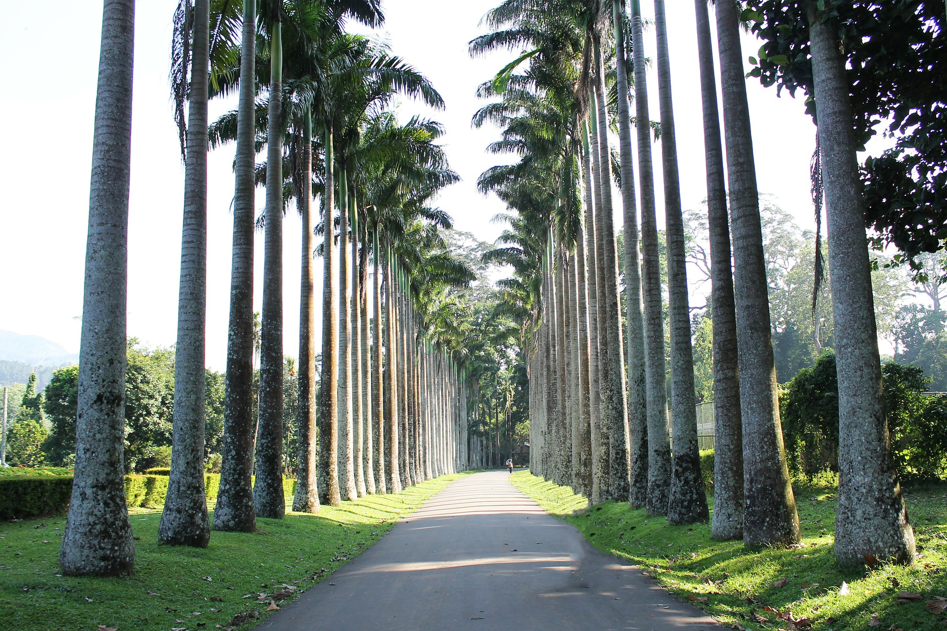 © Pixabay trees-201301_1920